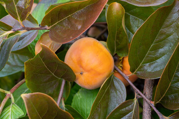 Persimmons fruit tree with ripe sweet orange fruits