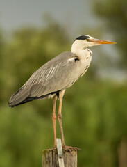 Airone cenerino - Ardea cinerea