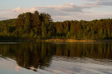 Pine trees near the lake at sunset