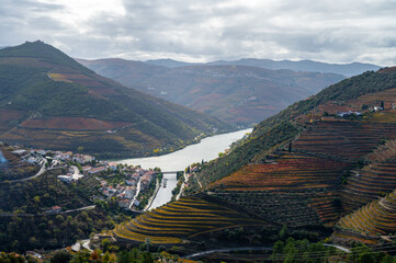 Panoramic view on Douro river valley and colorful hilly stair step terraced vineyards in autumn, wine making industry in Portugal