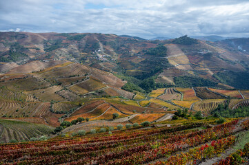 Panoramic view on Douro river valley and colorful hilly stair step terraced vineyards in autumn, wine making industry in Portugal