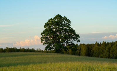 A large maple tree in the middle of a field in the evening rays of the sun