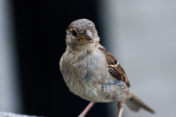 bird of prey