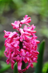 Obraz premium Macro Photo of a pink hyacinth flower. Stock photo Background of hyacinth with pink buds and green leaves