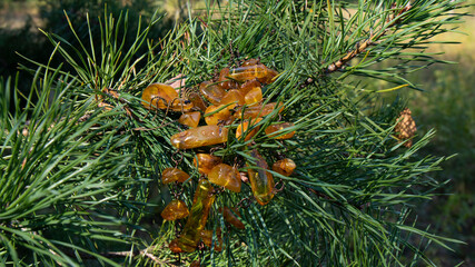 Yellow Baltic amber necklace on a green pine branch. Amber jewelry.