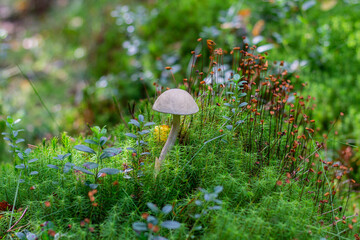 Boletus mushroom in the autumn forest