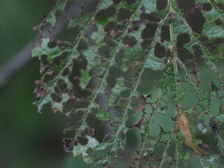 A close up of a tree leave eating bugs