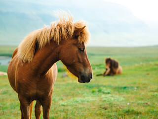 Obraz premium Closeup of a wild horse with long mane in the country of Iceland