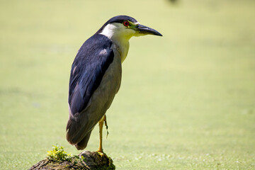 The black-crowned night heron on the marsh