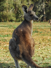 kangaroo in the grass
