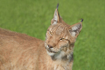 Eurasian lynx portrait with beautiful fur and pretty eyes. 