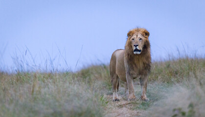 Portrait of a lion in Masai Mara, Kenya