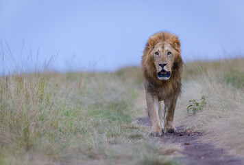 Fototapeta na wymiar Portrait of a lion in Masai Mara, Kenya
