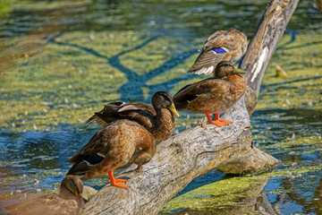 Duck. Young mallard duck on the lake