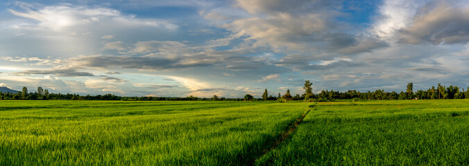 Fototapeta na wymiar Panorama organic rice field in farmland on sun light background