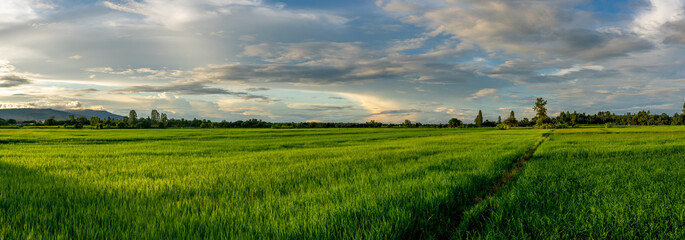 Panorama organic rice field in farmland on sun light background