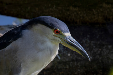 The black-crowned night heron on the marsh