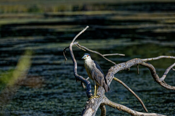 The black-crowned night heron on the marsh