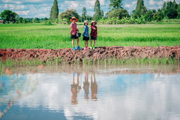 Obraz na płótnie Canvas Children feeding food to fish in nature pond on green rice field background