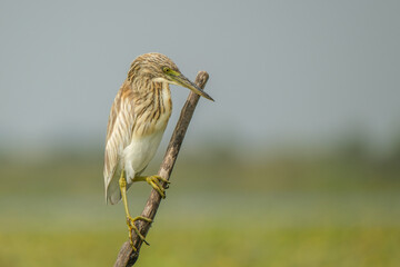 Squacco heron in the Danube Delta