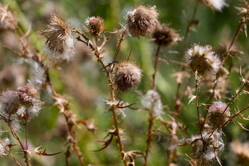 The spear thistle, bull thistle, or common thistle ( Cirsium vulgare). Thistledown, a method of...
