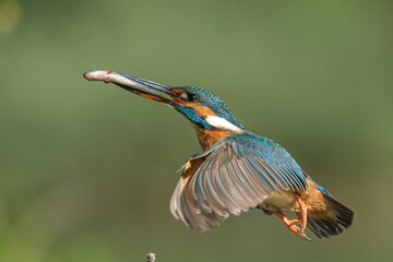 Common kingfisher in the Danube Delta!