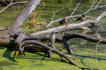 The black-crowned night heron on the marsh