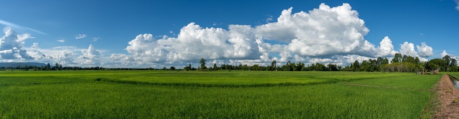 Fototapeta na wymiar panorama blue sky and clouds over green rice fiedl background