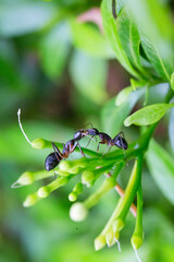 Fototapeta premium Carpenter ants or Garden ants communicating by mouth-to-mouth fluid exchange through a process called trophallaxis. Food exchange process. 
