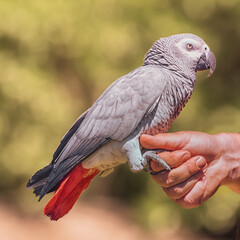 The grey parrot, Congo grey parrot, Congo African grey parrot