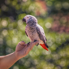 The grey parrot, Psittacus erithacus, Congo grey parrot, Congo African grey parrot or African grey parrot © Natalia