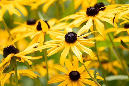 Coneflower - Echinacea paradoxa yellow flowers detail