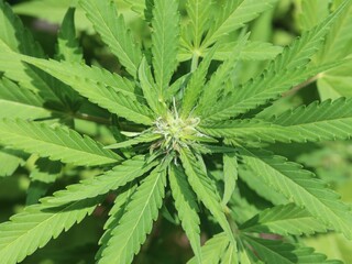 Marijuana Plant - Unknown strand.