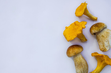 Naklejka premium Studio shot of fresh isolated yellow delicious wavy autumn vegetarian chanterelles and white boletus mushrooms at the right on white background with copy space