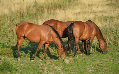 Fototapeta premium A group of large brown strong horses graze on the grass in the meadow 
