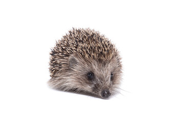 Hedgehog isolate on white background....