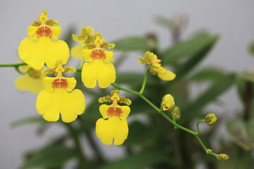 黄色いランの花（オンシジウム）