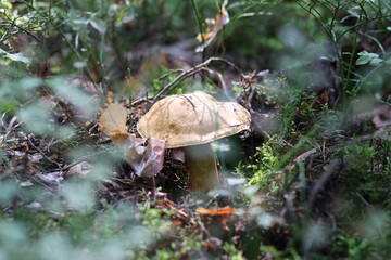Close-up shot of a mushroom in the forest