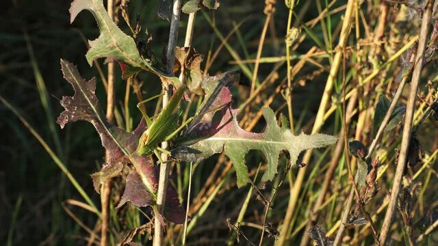 A green big bush cricket