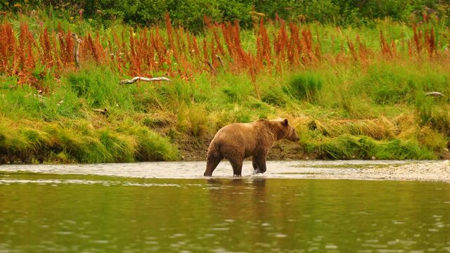 A large Grizzly Bear looks to fatten up before the winter hibernation in Alaska