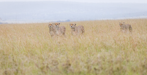 The famous Tano Bora cheetahs in Masai Mara, Kenya © Ruzdi