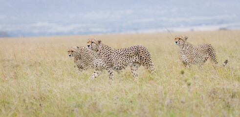 The famous Tano Bora cheetahs in Masai Mara, Kenya © Ruzdi