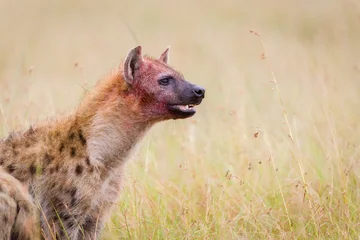 Wandcirkels aluminium Een hyena met een bebloed gezicht in Masai Mara, Kenia © Ruzdi