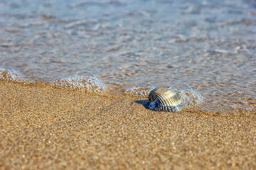 wave over seashell on the beach, Idyllic nature view on the beach.