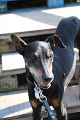 Old German Pinscher (Deutscher Pinscher)