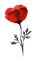 Hand drawn watercolor illustration. Bright red poppy flower on a thin black stem. Simple easy drawing. The decorative element is isolated on a white background