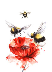 Hand drawn watercolor illustration. Three black and yellow bees are circling with their wings spread over a huge bright red poppy flower. Postcard Decorative element isolated on white background - 454982713