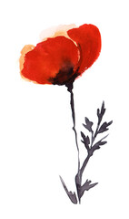 Hand drawn watercolor illustration. Bright red poppy flower with delicate transparent petals on a thin black stem. Simple easy drawing. The decorative element is isolated on a white background