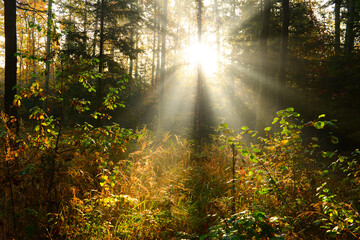 Fototapeta premium Beautiful morning in the autumn forest