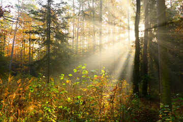 Fototapeta premium Beautiful morning in the autumn forest